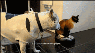 they might be small and fluffy but they are still fierce hunters 14 gifs 13