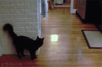 they might be small and fluffy but they are still fierce hunters 14 gifs 14