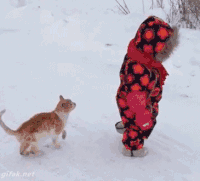 they might be small and fluffy but they are still fierce hunters 14 gifs 2