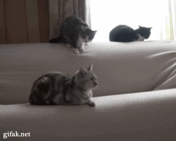 they might be small and fluffy but they are still fierce hunters 14 gifs 5