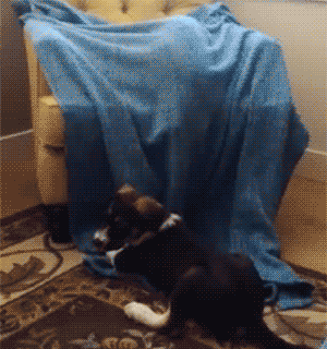 they might be small and fluffy but they are still fierce hunters 14 gifs 8