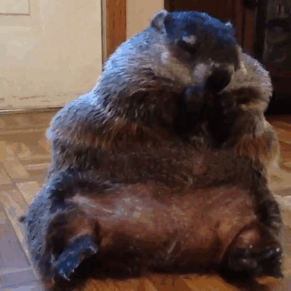 this story of a blind snuggly woodchuck will brighten your day 10 pictures 10