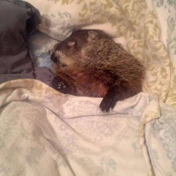 this story of a blind snuggly woodchuck will brighten your day 10 pictures 3