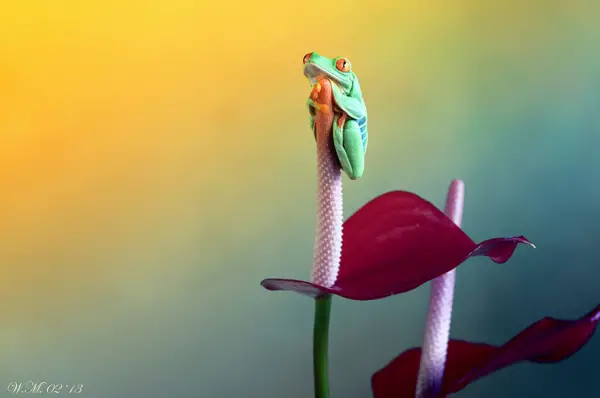 too beautiful to be real magical world of tropical frogs 17 pics 16