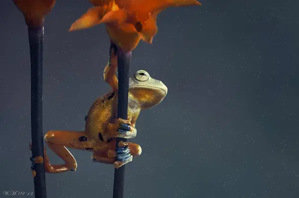 too beautiful to be real magical world of tropical frogs 17 pics 3