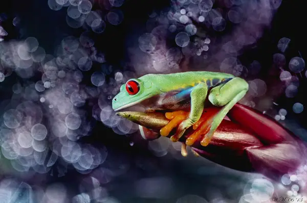 too beautiful to be real magical world of tropical frogs 17 pics 4