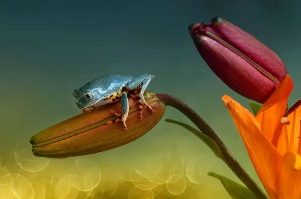 too beautiful to be real magical world of tropical frogs 17 pics 5