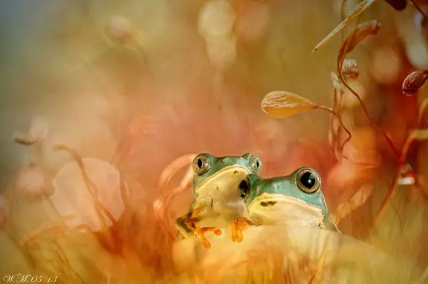 too beautiful to be real magical world of tropical frogs 17 pics 7