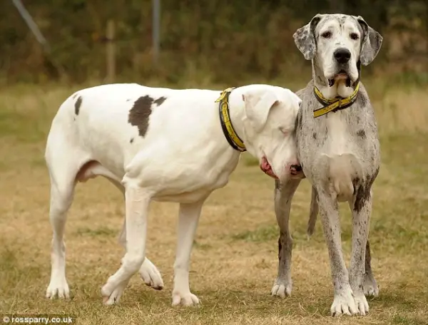 touching story of a blind great dane 7 pics 2
