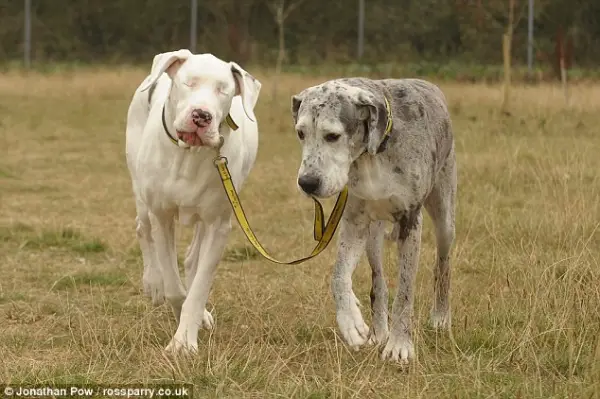 touching story of a blind great dane 7 pics 3