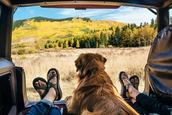 traveling with your dog make sure to remember these tips 10 pictures 1