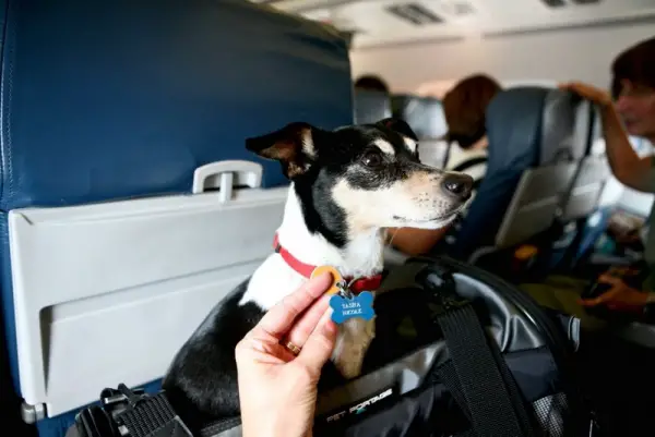 traveling with your dog make sure to remember these tips 10 pictures 6