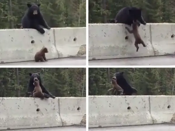 true stories of animals helping each other out of tight spots 5 pictures 5 videos 1
