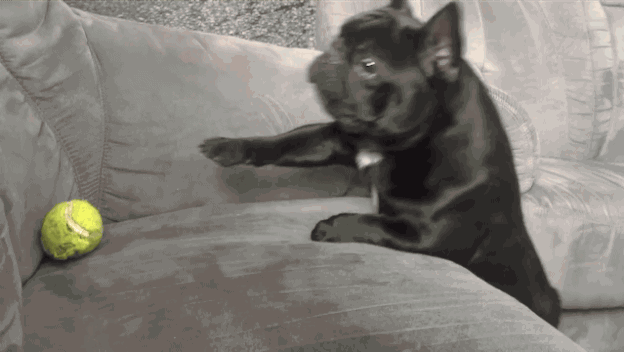 try not to laugh hard at these dogs that are so bad at fetching 15 gifs 1