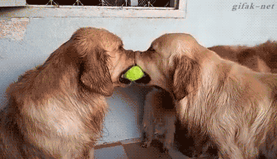 try not to laugh hard at these dogs that are so bad at fetching 15 gifs 10