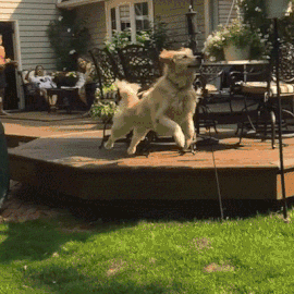 try not to laugh hard at these dogs that are so bad at fetching 15 gifs 13