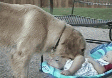try not to laugh hard at these dogs that are so bad at fetching 15 gifs 14