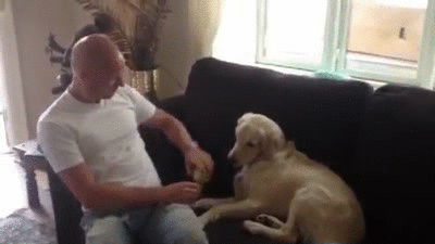 try not to laugh hard at these dogs that are so bad at fetching 15 gifs 15