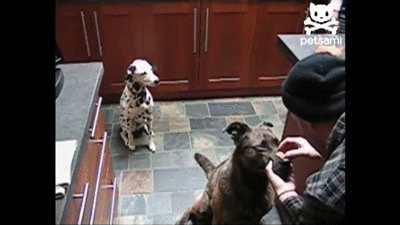 try not to laugh hard at these dogs that are so bad at fetching 15 gifs 4