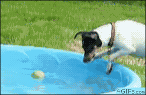 try not to laugh hard at these dogs that are so bad at fetching 15 gifs 5