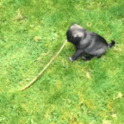 try not to laugh hard at these dogs that are so bad at fetching 15 gifs 6