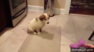 try not to laugh hard at these dogs that are so bad at fetching 15 gifs 7