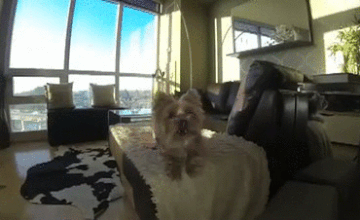 try not to laugh hard at these dogs that are so bad at fetching 15 gifs 8