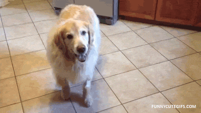 try not to laugh hard at these dogs that are so bad at fetching 15 gifs 9