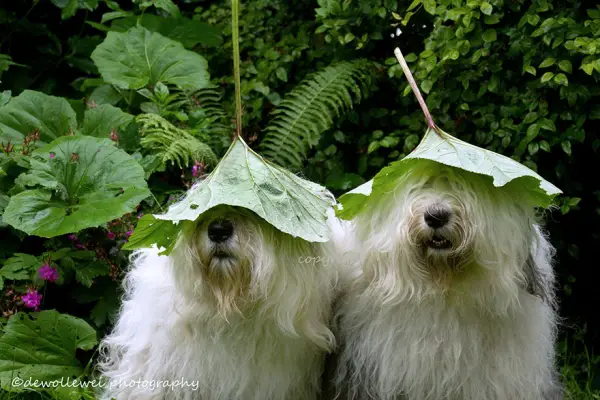 two cute old english sheepdog sisters enjoying their lives 23 photos 1