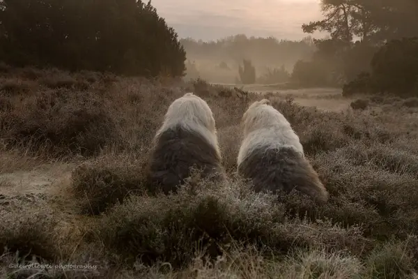 two cute old english sheepdog sisters enjoying their lives 23 photos 12