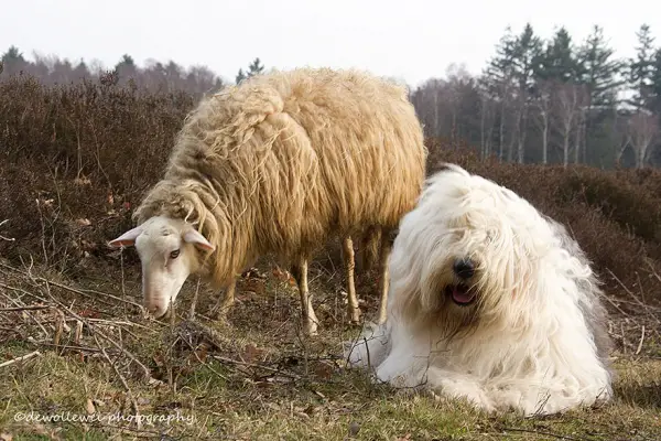 two cute old english sheepdog sisters enjoying their lives 23 photos 13