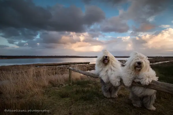 two cute old english sheepdog sisters enjoying their lives 23 photos 16