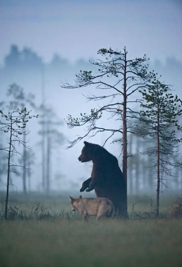unusual buddies seen in the finnish wilderness 10 pics 10
