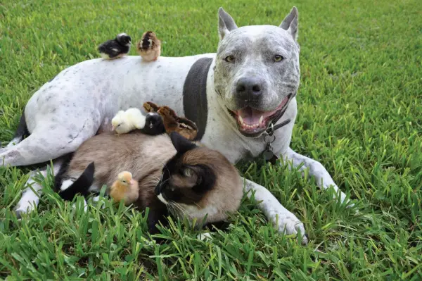 unusual friendships like these are proof that nature has everything under control 14 pics 2