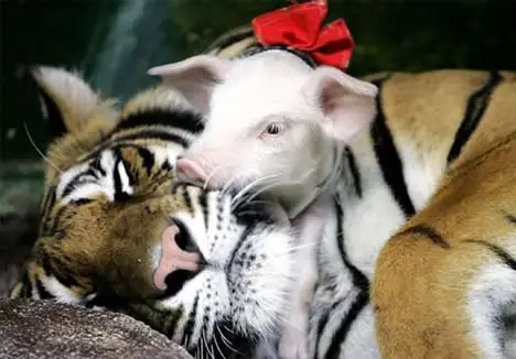 unusual friendships like these are proof that nature has everything under control 14 pics 9