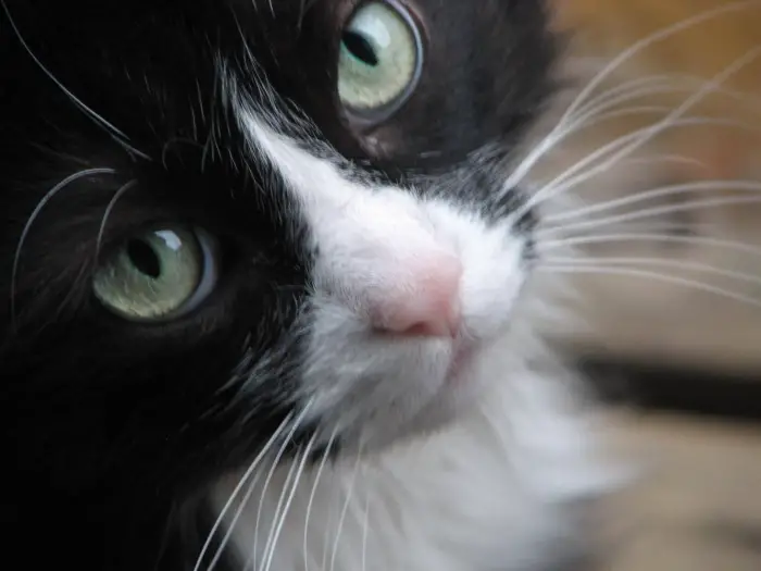 Author: Pamela Anne Moffatt, Description: Cat selfie mace sa divnim mačjim očima u krupnom planu