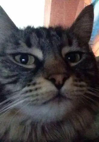 Author: , Description: cat selfie mace za profil na fejsbuku