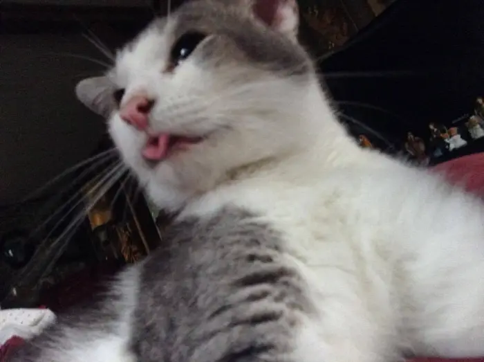 Author: Rylee Goedde, Description: cat selfie mace sa isplaženim jezikom