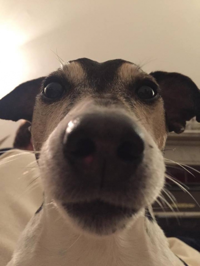 Author: Bius Schehl, Description: Tiny dog very close to the camera, taking a dog selfie.