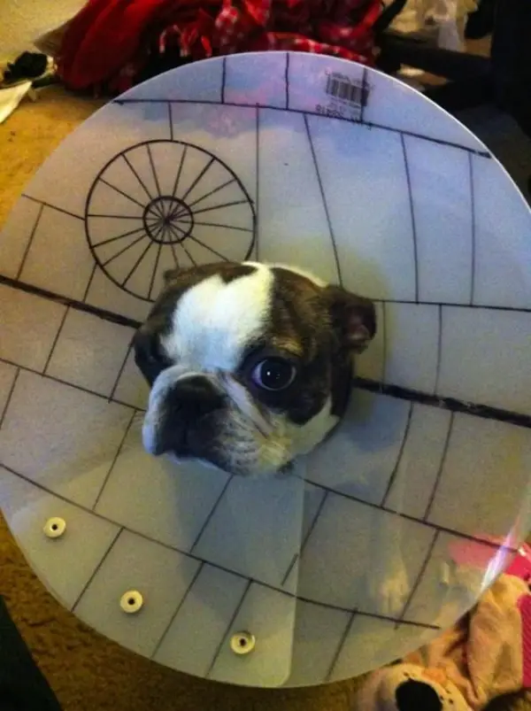 wearing a cone of shame can be fun if you are creative 12 pictures 2