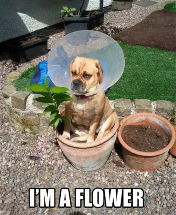 wearing a cone of shame can be fun if you are creative 12 pictures 3