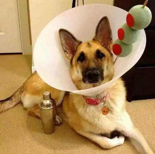 wearing a cone of shame can be fun if you are creative 12 pictures 6
