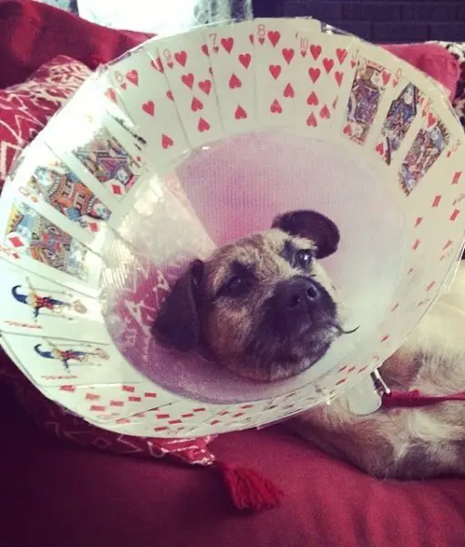 wearing a cone of shame can be fun if you are creative 12 pictures 8
