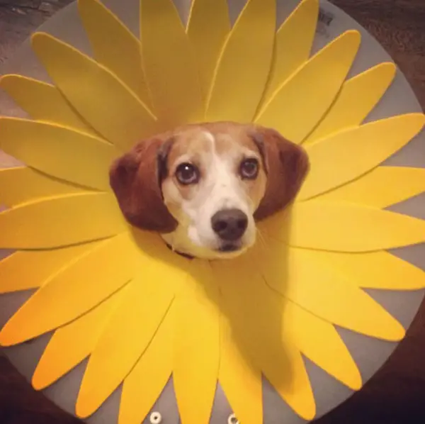 wearing a cone of shame can be fun if you are creative 12 pictures 9