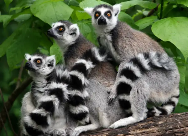 weird funny and absolutely unique animals of madagascar 12 pictures 1