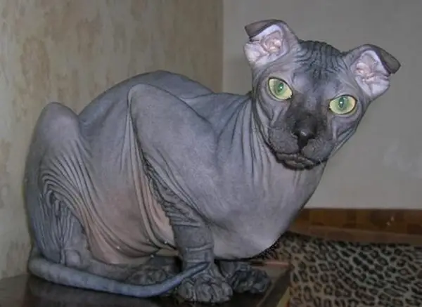 weirdest cat breeds ever 10