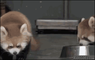 whats a day without some red panda gifs 10 gifs 10