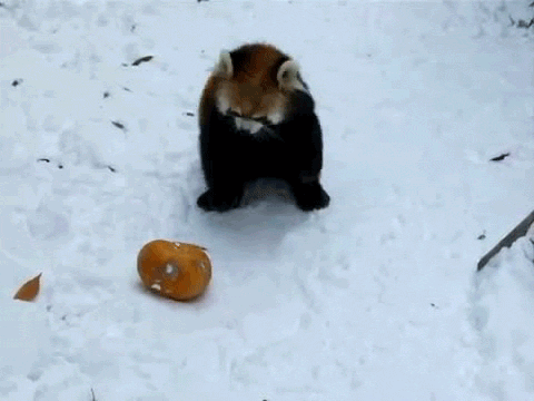 whats a day without some red panda gifs 10 gifs 2