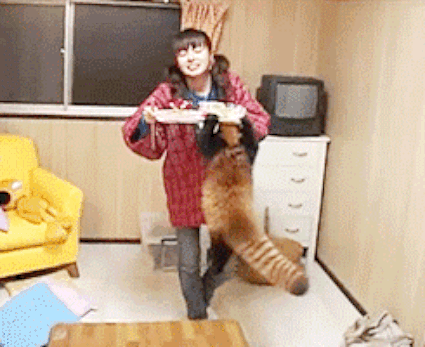 whats a day without some red panda gifs 10 gifs 3