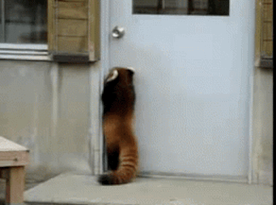 whats a day without some red panda gifs 10 gifs 4